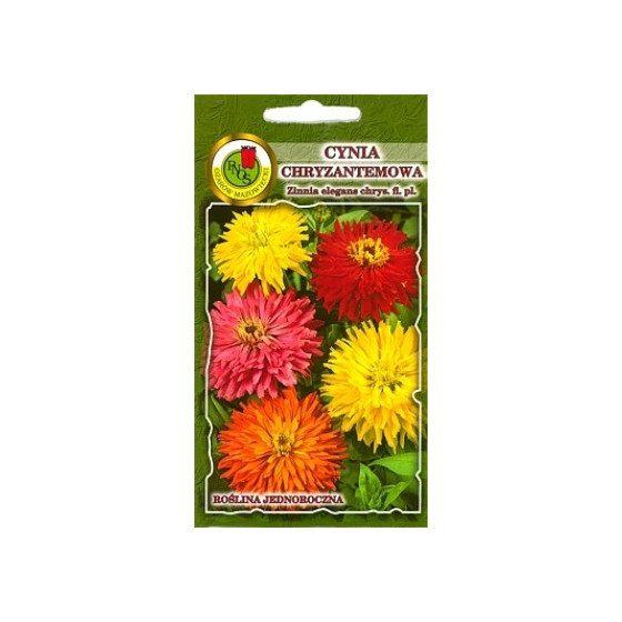 Cinnijas krizantēmu Glamour...