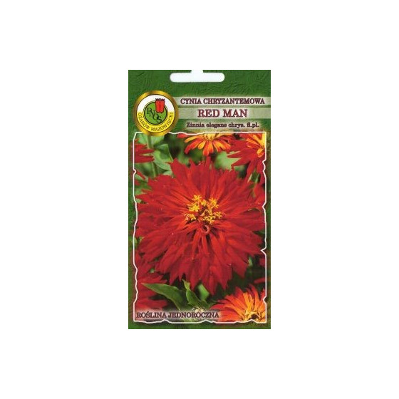 Cinnijas krizantēmu Red Man 1g