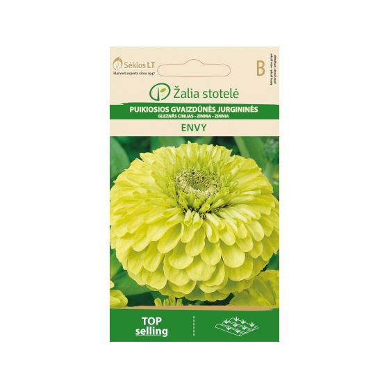 Cinnijas dāliju Envy 1g