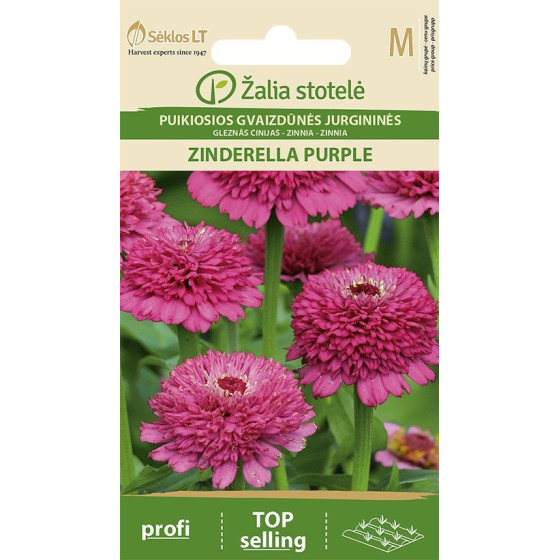 Cinnijas gleznās Zinderella...