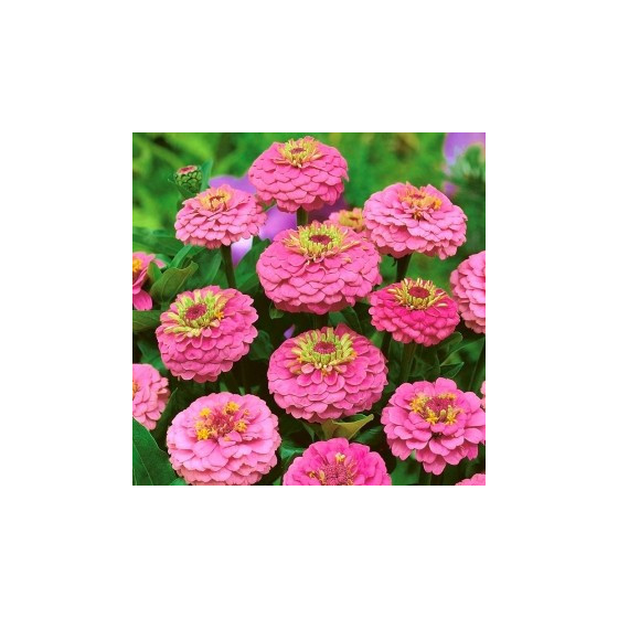 Cinnijas dāliju Rose Gem 1g