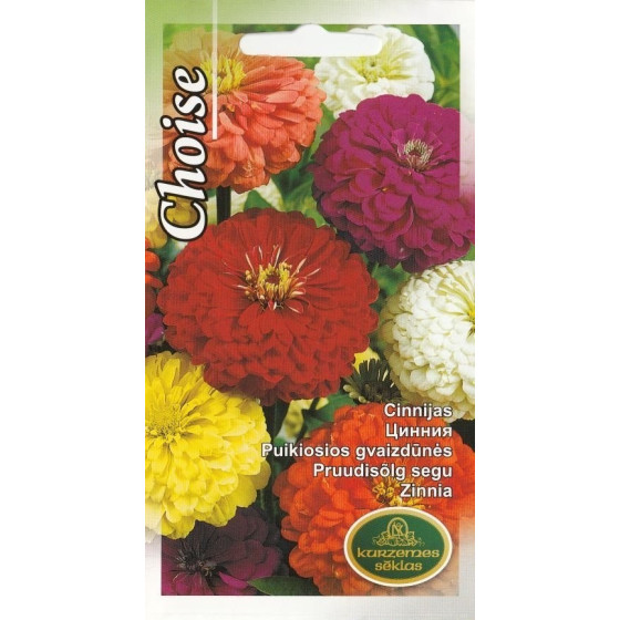 KS Cinnijas Choise 1g