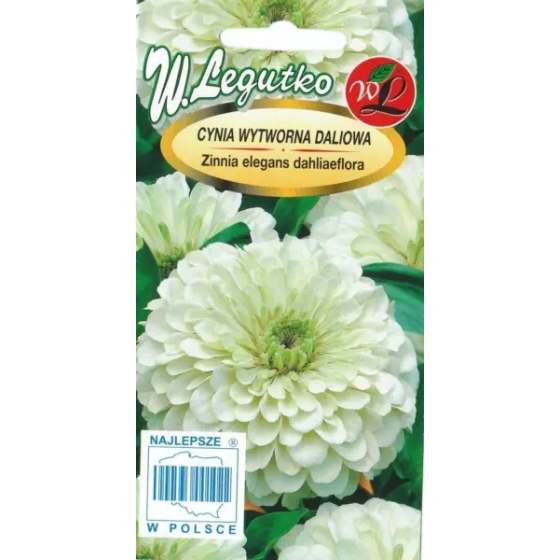 Cinnijas dāliju Polar Bear,...