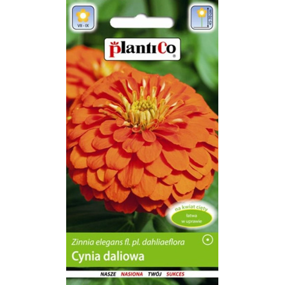 Cinnija dālijveida...