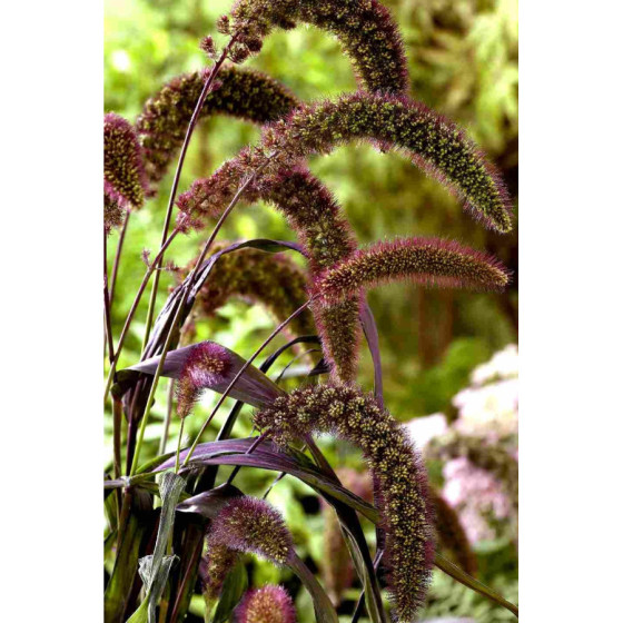 Sarene Itālijas Red Jewel...