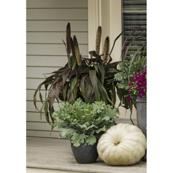 Sarzāle Purple Baron (5...