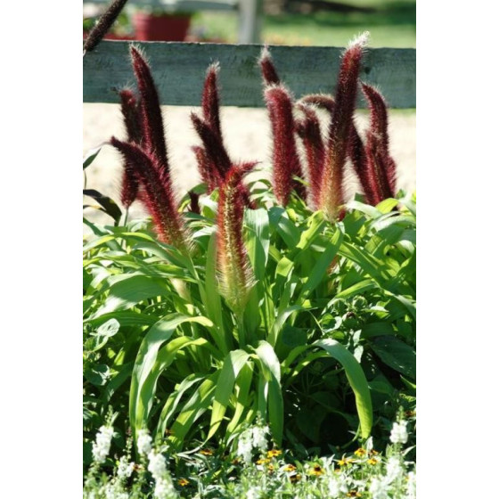 Sarzāle Jade Princess (5...