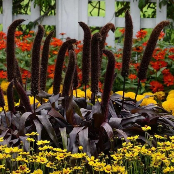 Sarzāle Copper Prince (5...