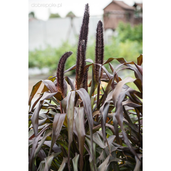 Sarzāle Jester (5 sēklas)...