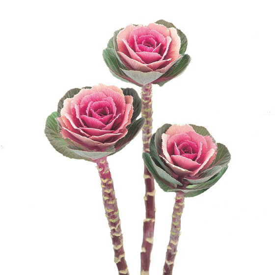 Dekoratīvie kāposti Crane...