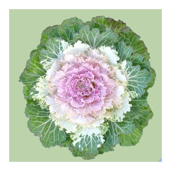 Dekoratīvie kāposti Osaka...