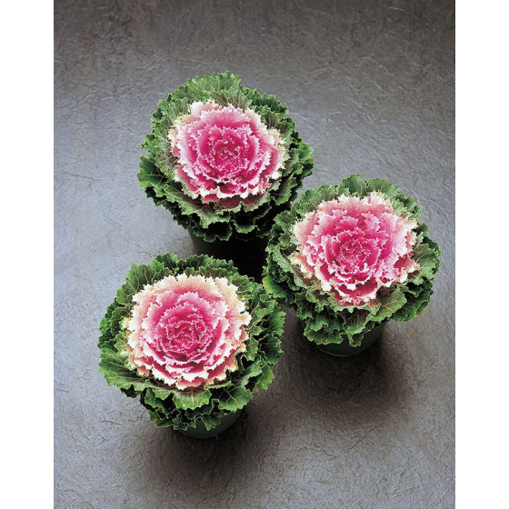 Dekoratīvie kāposti Song...