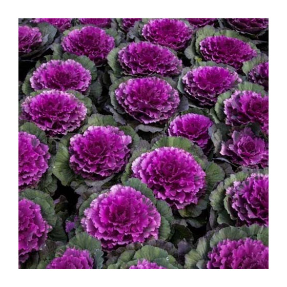 Dekoratīvie kāposti Pigeon...