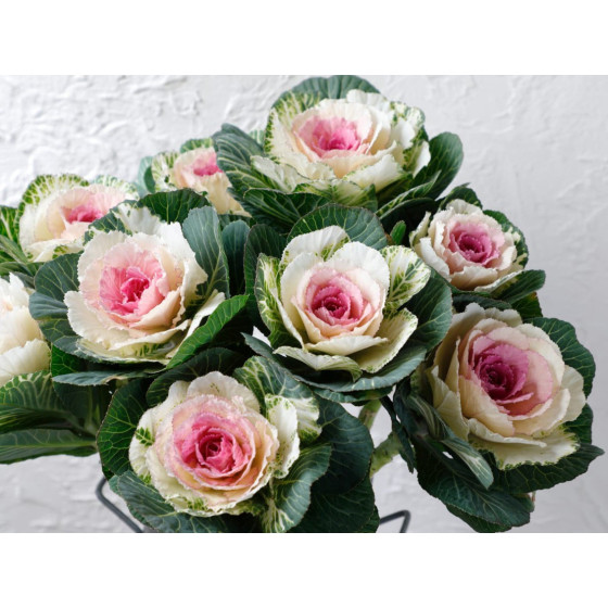 Dekoratīvie kāposti Crane...