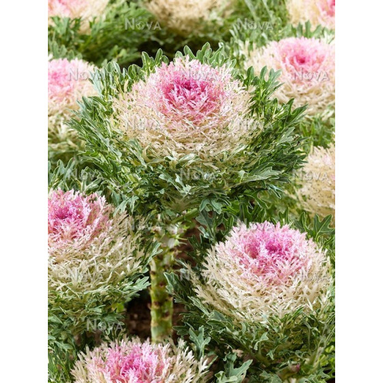 Dekoratīvie kāposti Crane...