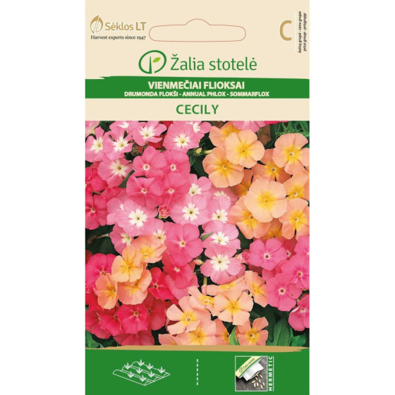 Floksis drumonda ''Cecily''*