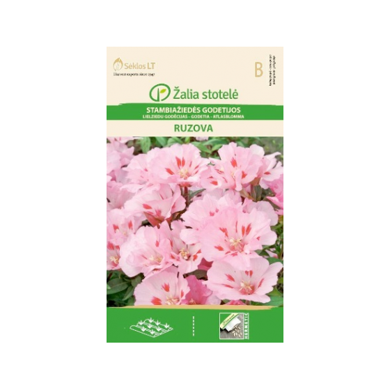 Godēcija lielziedu Ruzova""