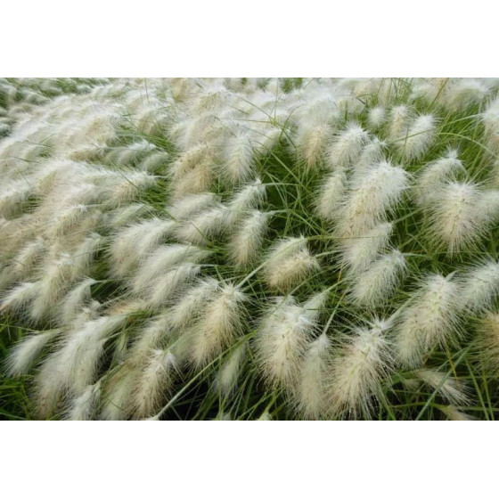 Lapsastu spalvzāle Fluffy...