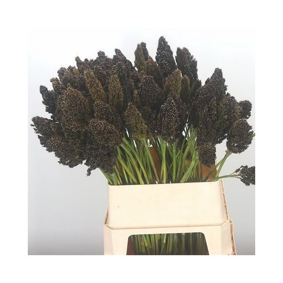 Sorgo melnganā Zebra" 0,5g"