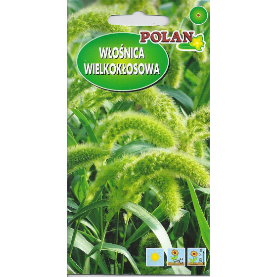 Dekoratīvā lielvārpainā...