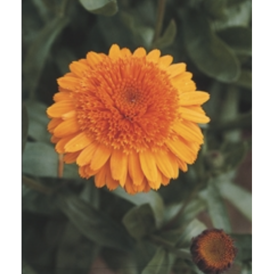 Kliņģerītes Prince Orange 1g