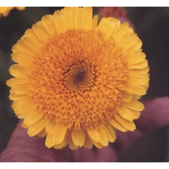 Kliņģerītes Golden Prince 1g