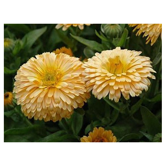 Kliņģerītes ārstnieciskās...