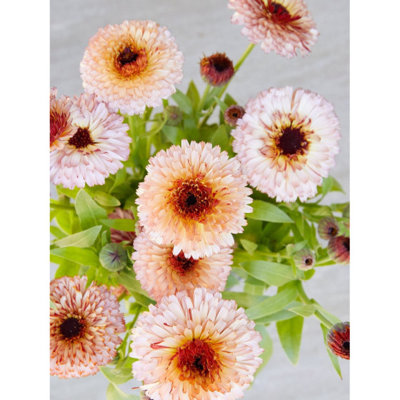 Kliņģerītes Pygmy Buff 1g