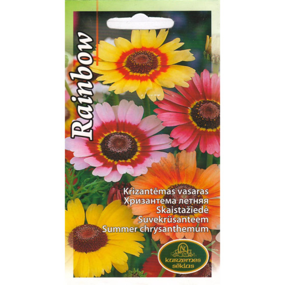 KS Krizantēmas vasaras...