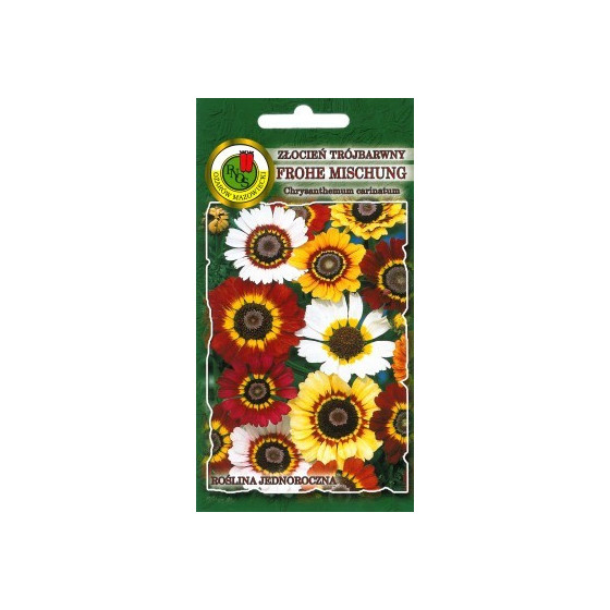 Krizantēma ķīļveida FROHE...