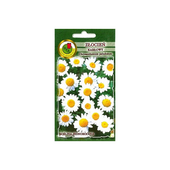 Krizantēma krastmalu