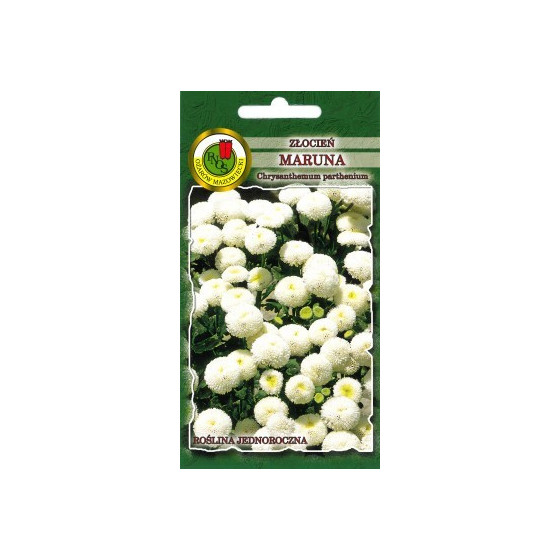 Krizantēma zeltpīpenīšu Maruna