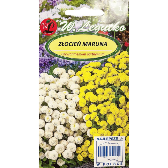 Krizantēma (zeltpīpenīte)...