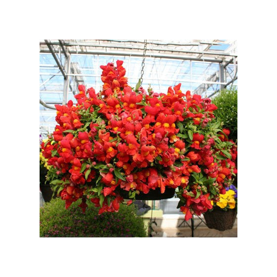 Lauvmutītes nokarenās Candy...