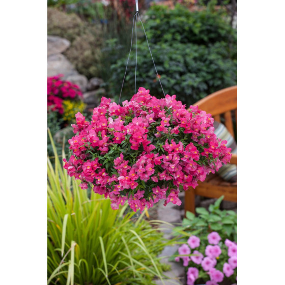 Lauvmutītes nokarenās Candy...