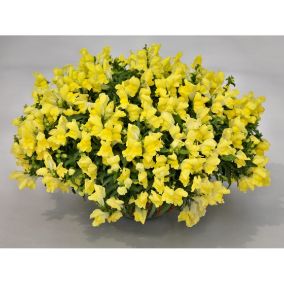 Lauvmutītes nokarenās Candy...