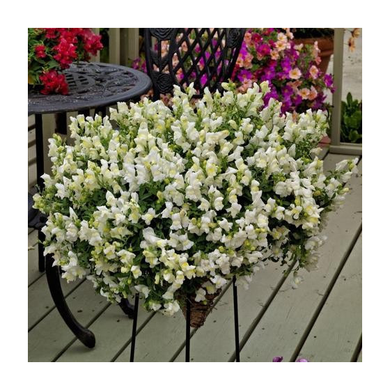 Lauvmutītes nokarenās Candy...