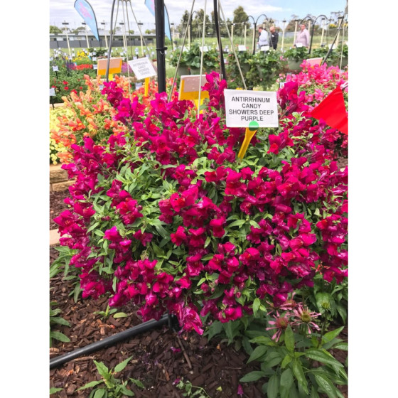 Lauvmutītes nokarenās Candy...