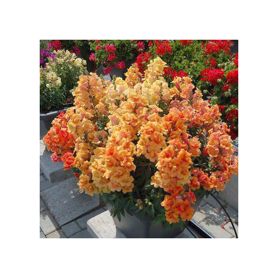 Lauvmutītes pildītās Twinny...