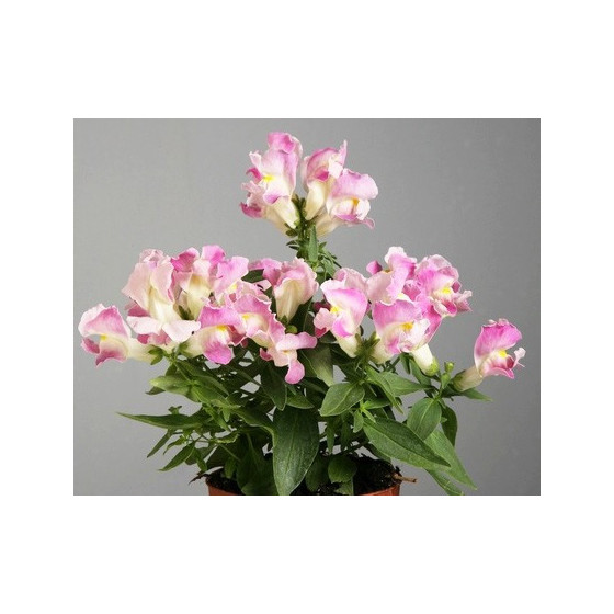 Lauvmutītes lielās Floral...