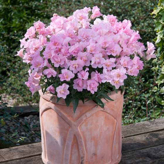 Lauvmutītes pildītās Twinny...