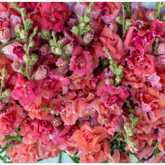 Lauvmutītes pildītās Madame...