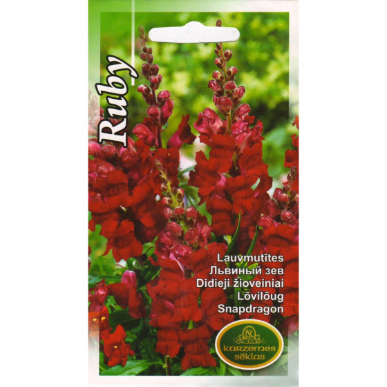 KS Lauvmutites augstās...