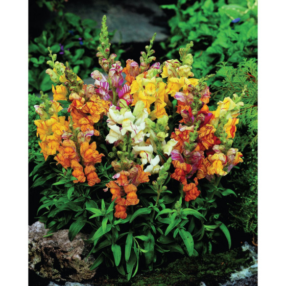 Lauvmutītes zemās, raibās...