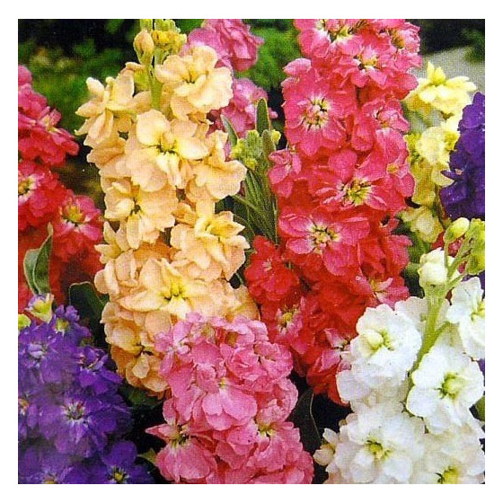 Lefkojas Mammouth excelsior...