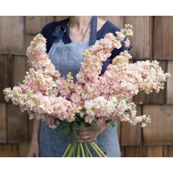 Lefkojas Katz Apricot (20...