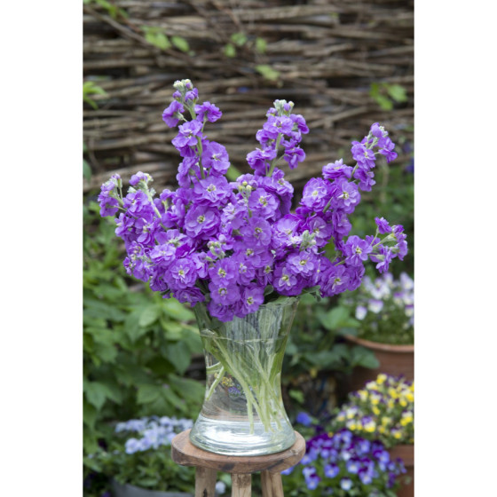 Lefkojas Anytime Lavander...