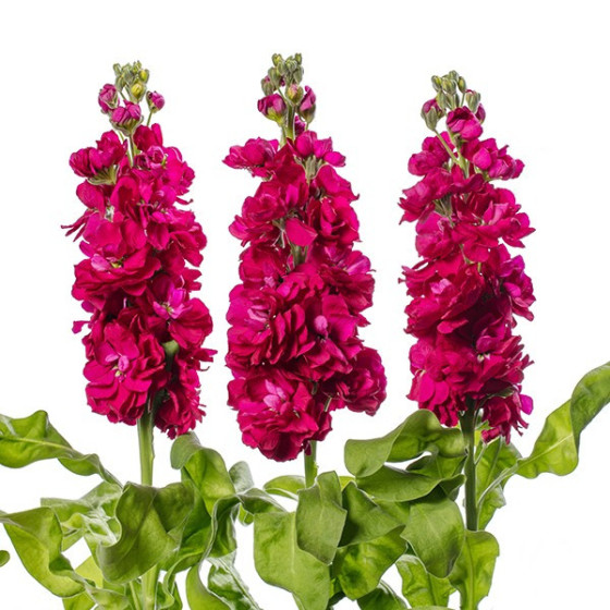 Lefkojas Anytime Red (20...