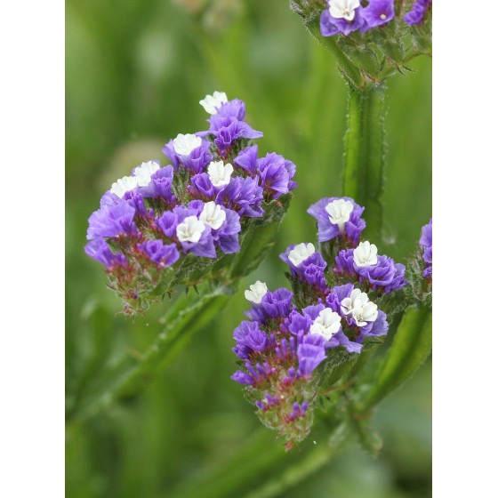 Limonija jomotā Forever...