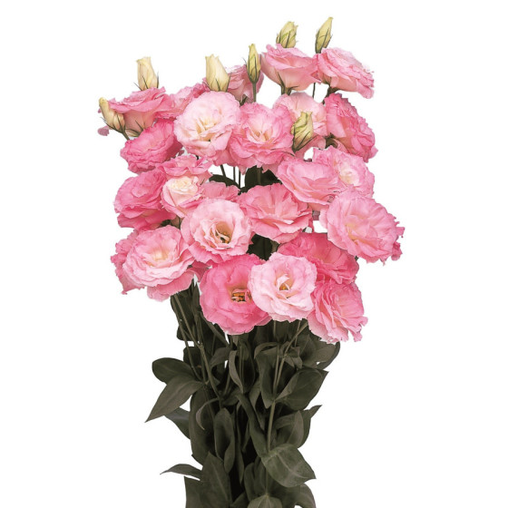 Lizante (Eustoma) Mariachi...